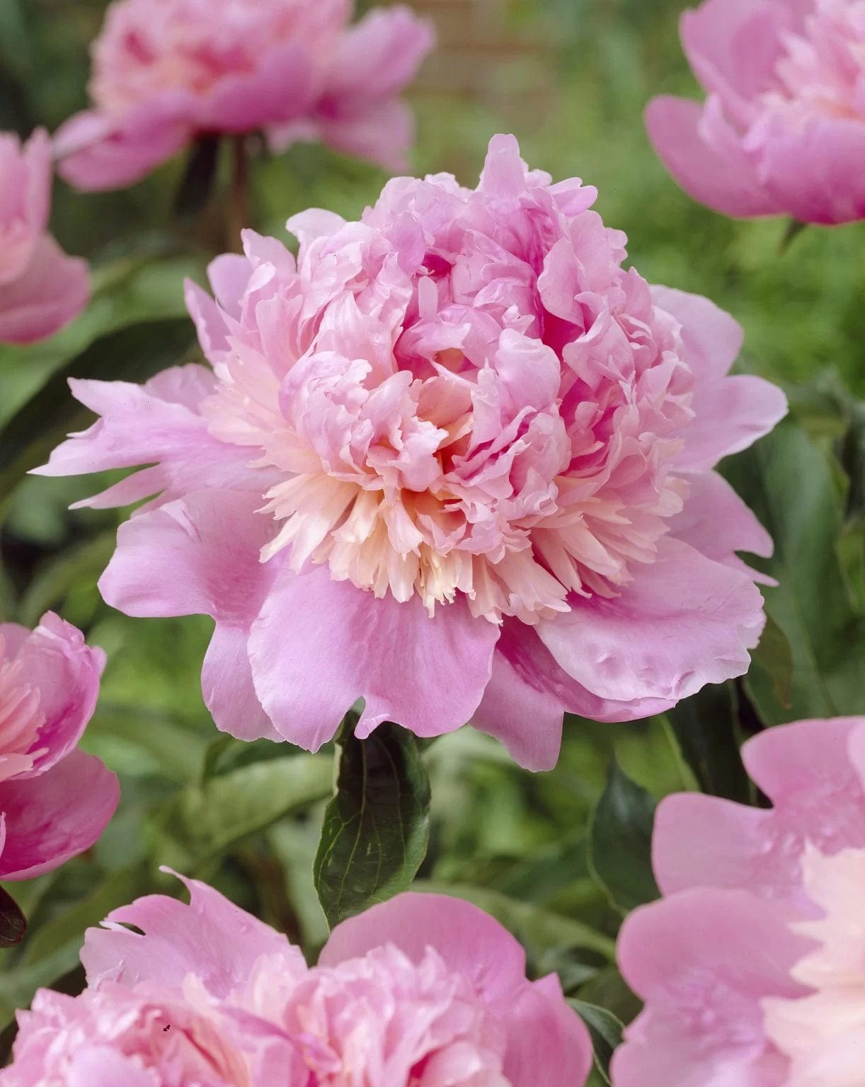 Pion 'Monsieur Jules Elie'